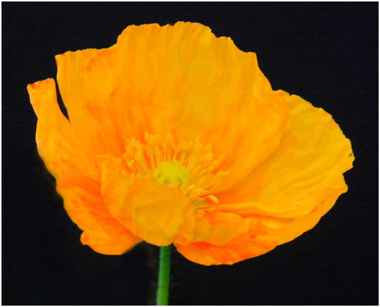 Img 5330 golden poppy on canvas